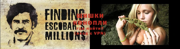 прущие грибы Михайлов